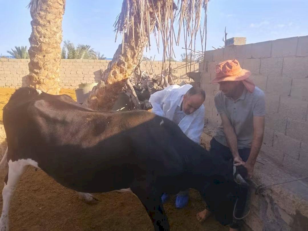 «الزراعة» تنفذ 262 قافلة بيطرية مجانية خلال سبتمبر