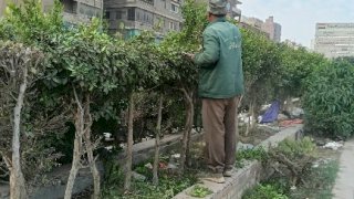 التوسع في زراعة الأشجار والنباتات بمبادرة اتحضر للاخضر بالجيزة
