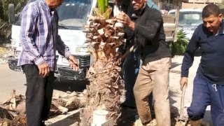 جهود حملة اتحضر للأخضر في الجيزة