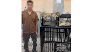 ضبط صانع محتوى لقيامه بتربية الحيوانات والزواحف الخطرة أعلى محل سكنه بكفر الشيخ