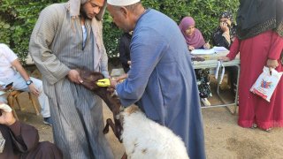 ضمن مشروع " باب أمل " الطب البيطري يسلم 770 رأس أغنام عشر للأسر الأكثر احتياجا بقرى مركز سوهاج