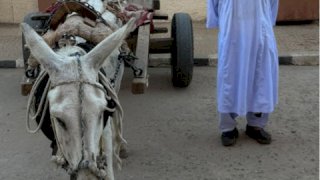 نكشف فيديو قيام سائق عربة "كارو" بعبور مزلقان السكة الحديد أثناء غلقه وتسببه فى توقف القطار بأسوان